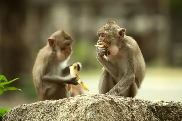 Two monkeys — Stock Photo, Image