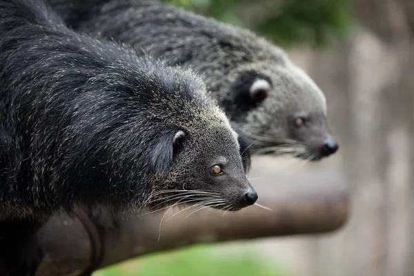 Dwa binturongs — Zdjęcie stockowe