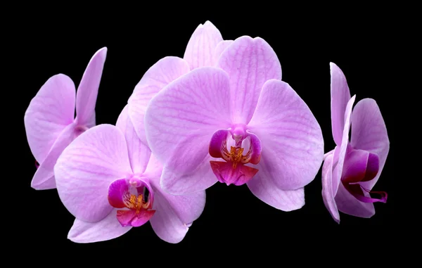 Bouquet of magenta orchids — Stock Photo, Image