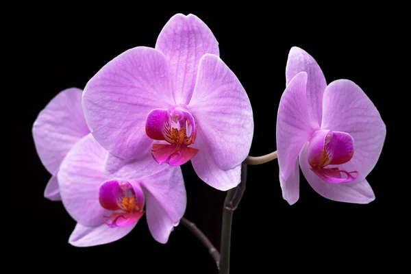 Bouquet of magenta orchids — Stock Photo, Image