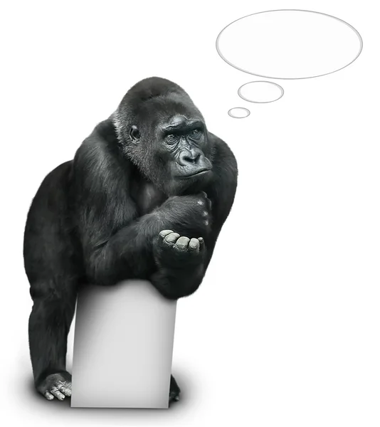 Gorilla thinks — Stock Photo, Image