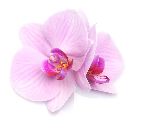 Orquídea magenta — Foto de Stock