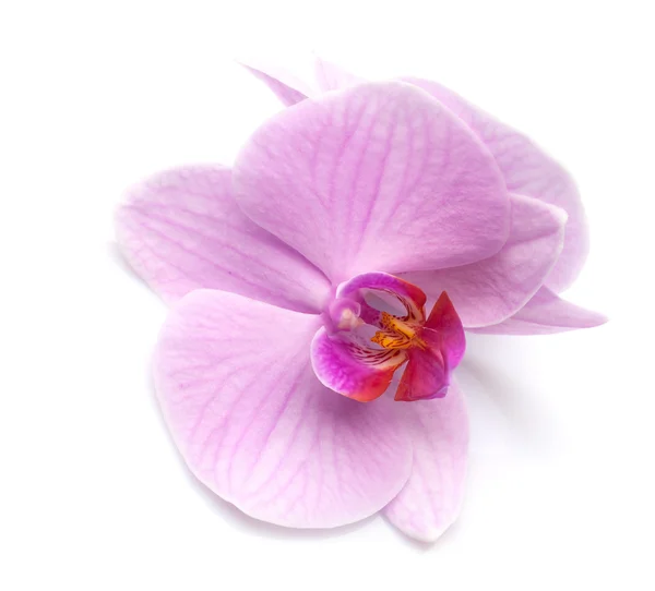 Magenta orchid — Stock Photo, Image