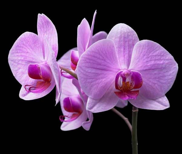 Маджентные орхидеи — стоковое фото