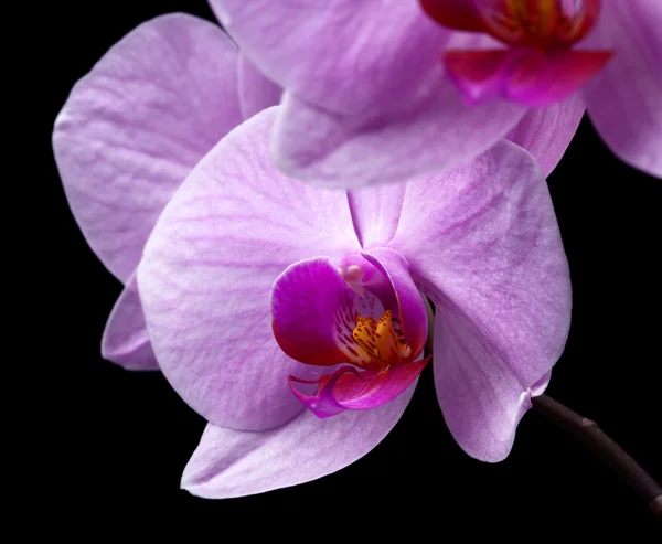 Orquídeas de Magenta — Fotografia de Stock