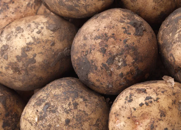 Niet gewassen aardappelen — Stockfoto