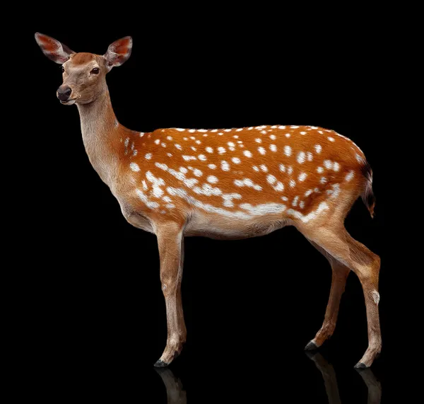 斑点鹿 — 图库照片