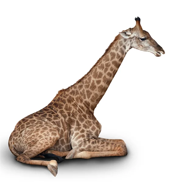 A jovem girafa — Fotografia de Stock