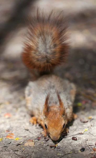 Squirrel in the forest — Stock Photo, Image