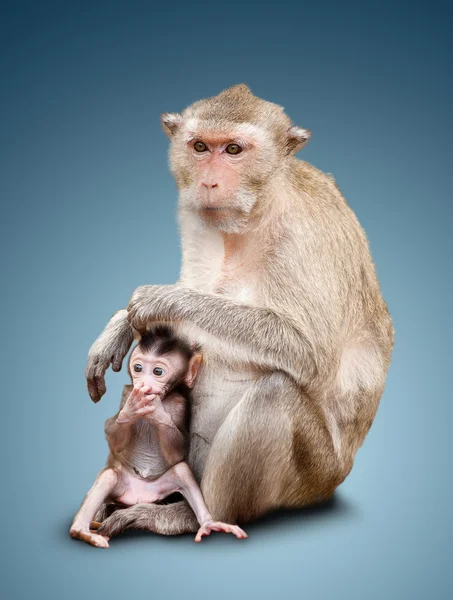 Two monkeys — Stock Photo, Image