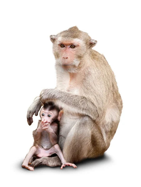 Two monkeys — Stock Photo, Image