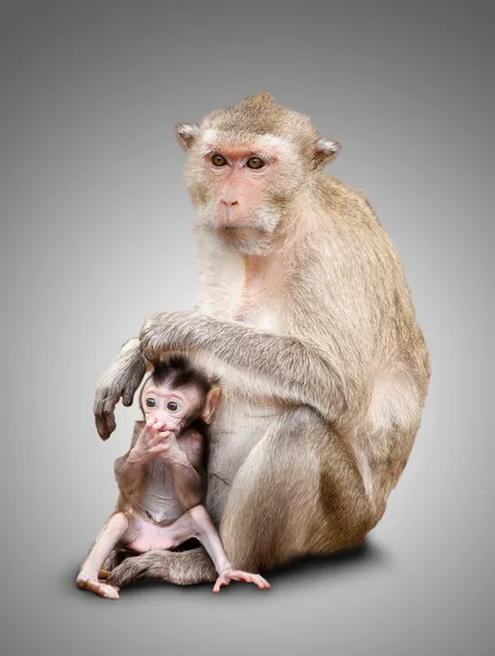 Due scimmie — Foto Stock