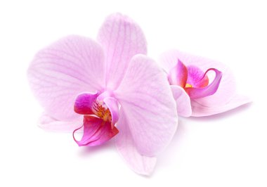 pembe orkide