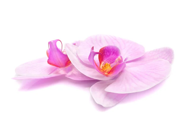 Magenta orchid — Stock Photo, Image