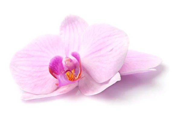 Orquídea magenta — Foto de Stock