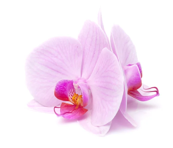 Magenta orchid — Stock Photo, Image