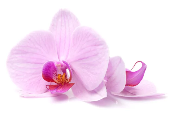 Orchidée magenta — Photo