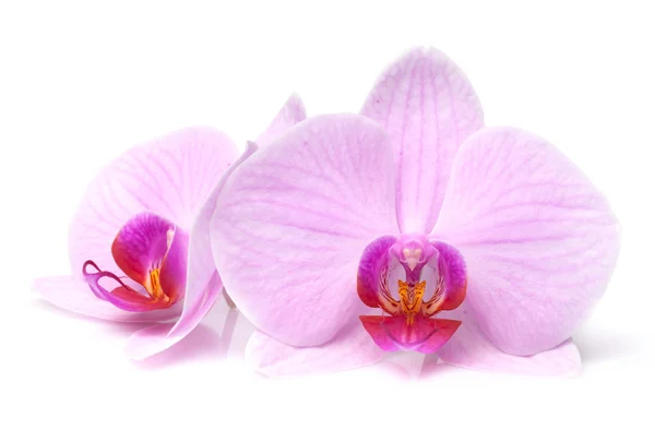 Magenta orchid — Stock Photo, Image