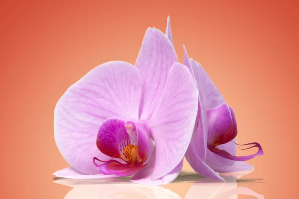 Orchidea di magenta — Foto Stock