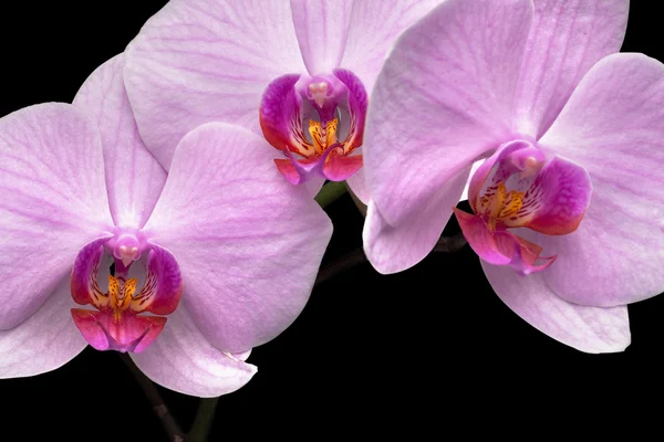 Orquídea magenta —  Fotos de Stock