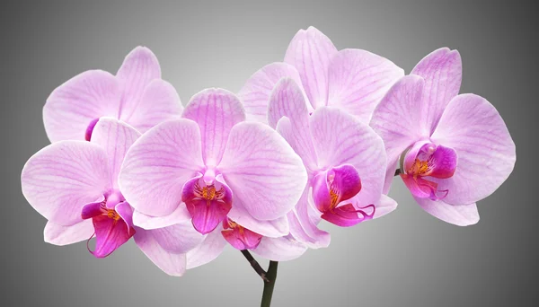 Orquídea magenta — Fotografia de Stock