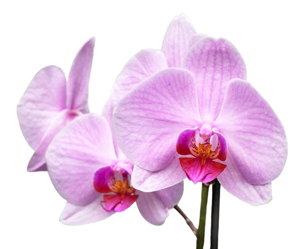 Orquídea magenta — Fotografia de Stock