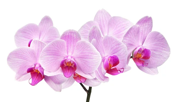 Orchidée magenta — Photo