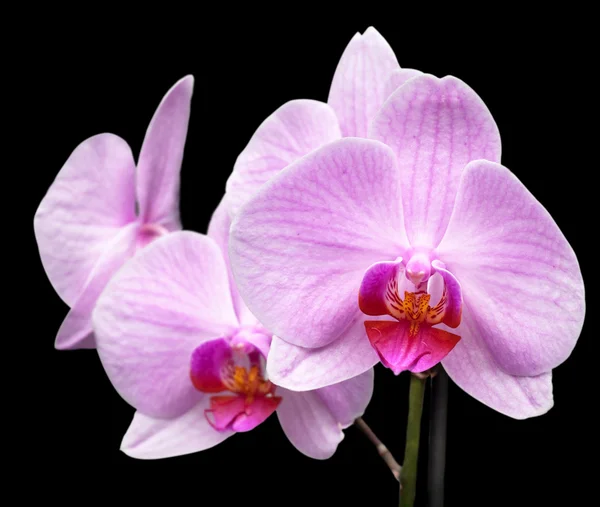 Orquídea magenta — Fotografia de Stock