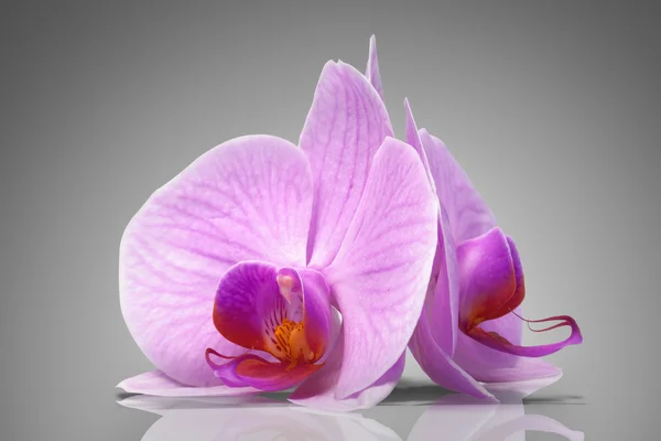 Orchidea di magenta — Foto Stock