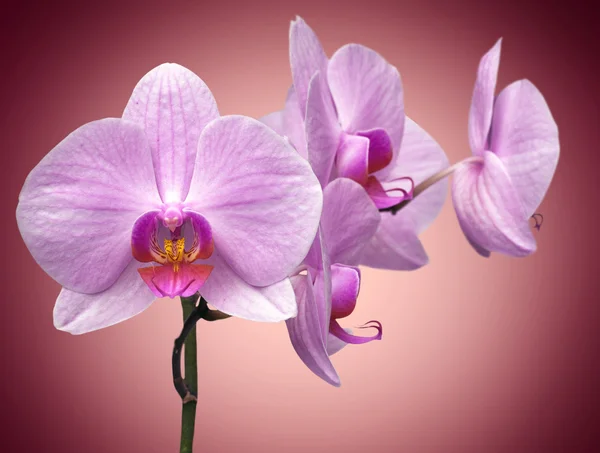 Magenta orchid — Stock Photo, Image