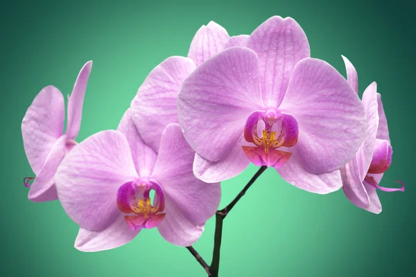 Magenta orchid — Stock Photo, Image