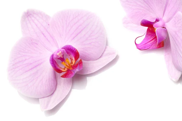 Orquídea magenta — Foto de Stock