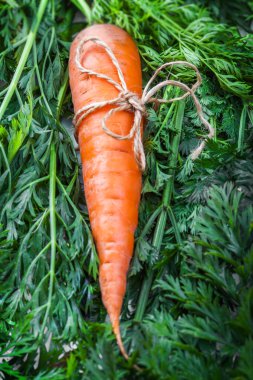 siingle havuç üzerinde ip yay ile yaprak yeşil