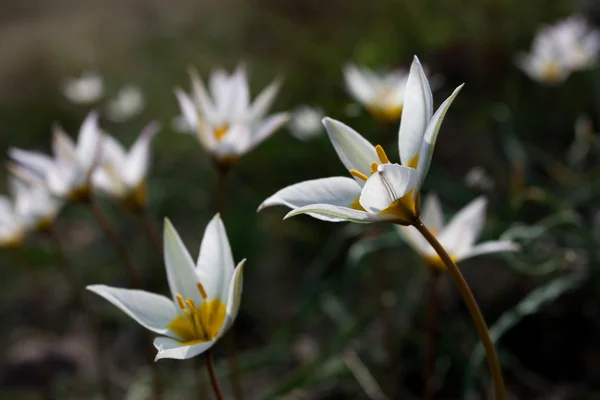 Spring flowers — Stock Photo, Image