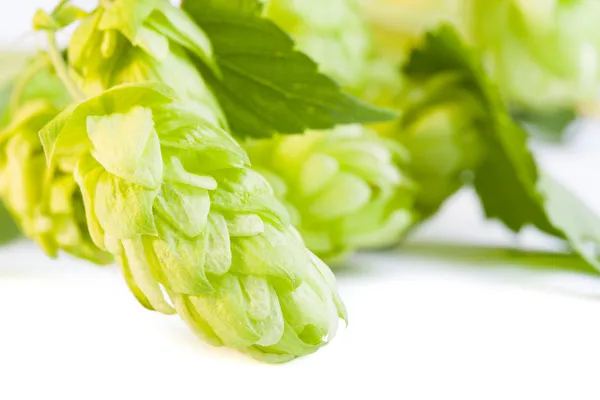 Detail of hop cone and leaves on white background — Stock Photo, Image