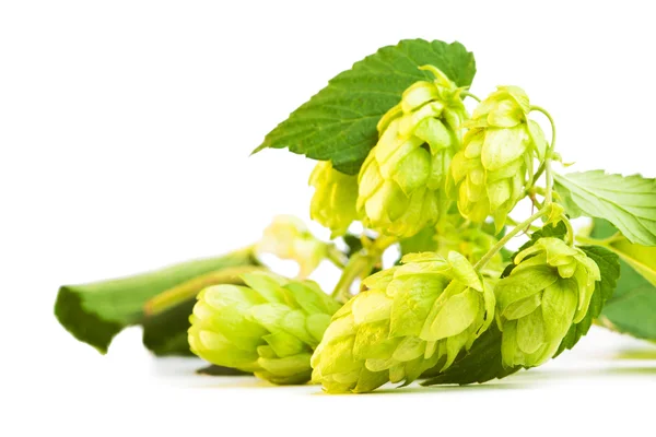 Detail of hop cone and leaves on white background — Stock Photo, Image