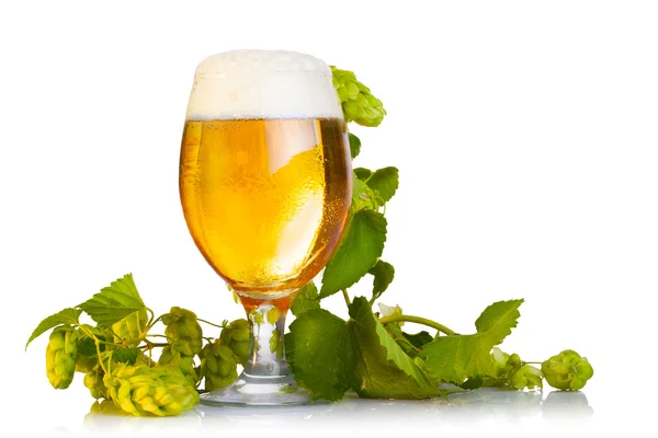 Hop cones with beer isolated on white — Stock Photo, Image