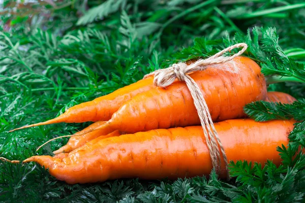 Siingle carrot on green leaf with rope bow — Stock Photo, Image