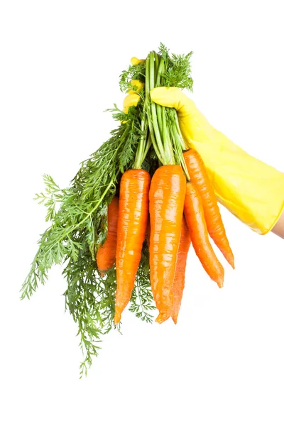 Gloved hand holding a carrot isolated on white background — Stock Photo, Image