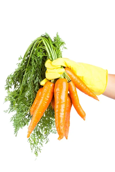 Gloved hand holding a carrot isolated on white background — Stock Photo, Image