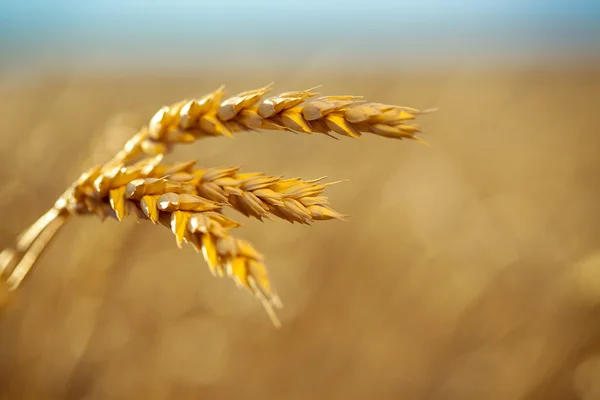 Close up wheat with field on background — Stock Photo, Image