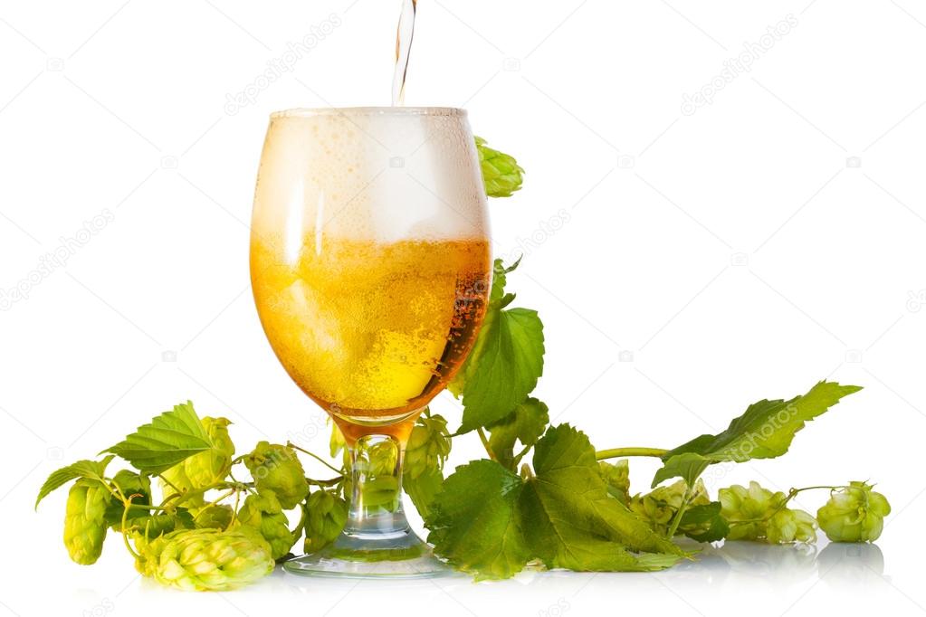 Hop cones with beer isolated on white
