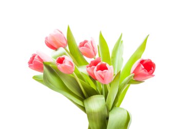 beyaz izole yakın çekim kırmızı lale