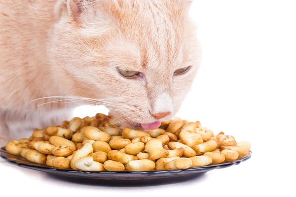 Gatto rosso mangiare biscotti a forma di pesce isolato su bianco — Foto Stock