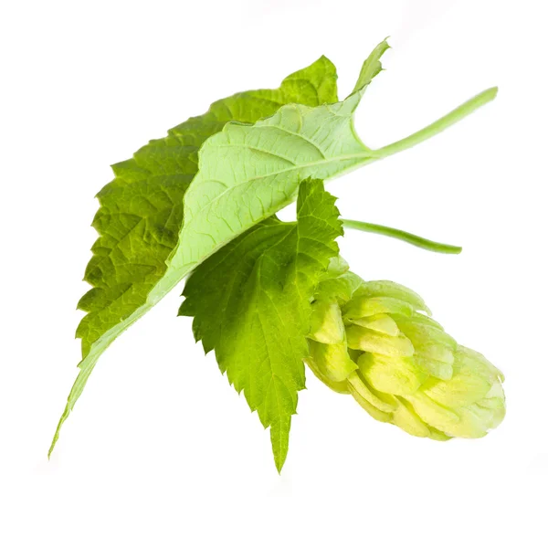 Detail of hop cone and leaves on white background — Stock Photo, Image