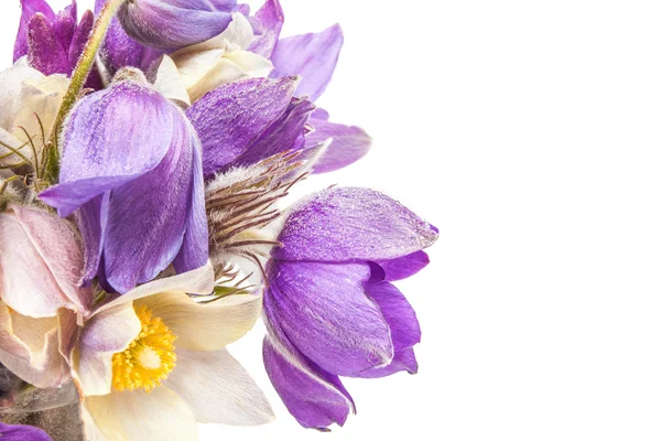 Fleurs printanières dans un verre d'eau isolé — Photo