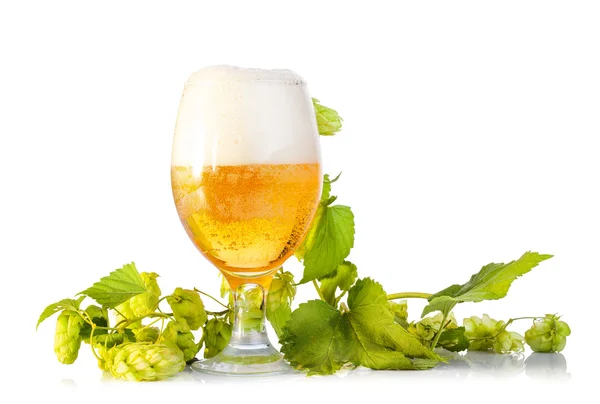 Hopfendolden mit Bier isoliert auf weiß — Stockfoto
