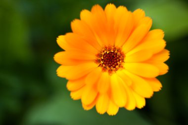güzel çiçek, calendula