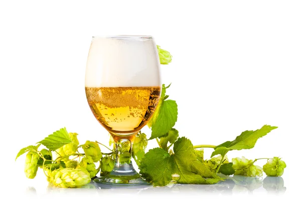 Hop cones with beer — Stock Photo, Image