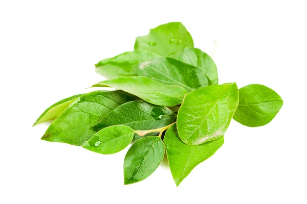 Švestka zelené listy s kapkami vody — Stock fotografie